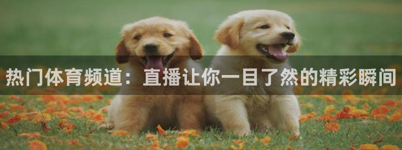 小九看球直播：热门体育频道：直播让你一目了然的精彩瞬间